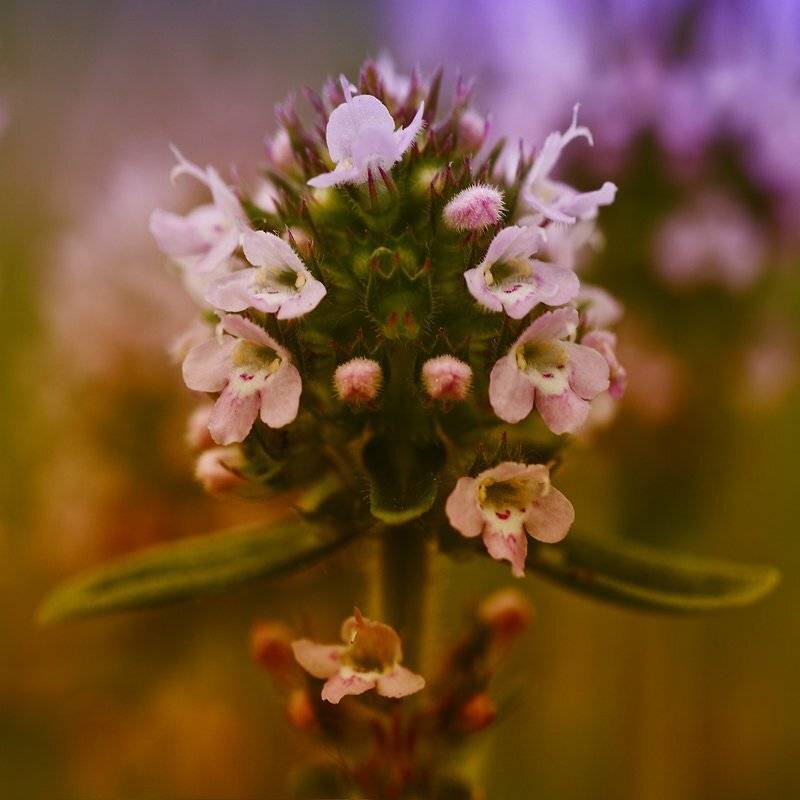 трава, соцветие, макро, Качурин Алексей