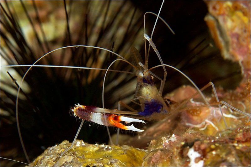 underwater, similan, islands, coral, shrimp  фото превью