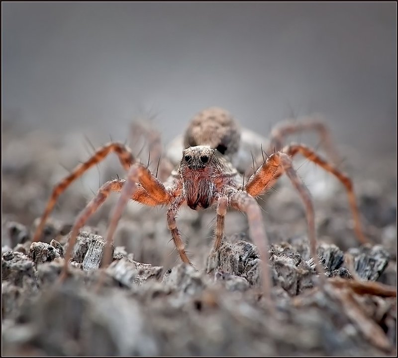 , насекомые, паук, макро  фото превью