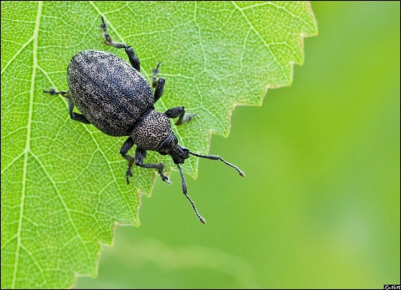 макро  фото превью