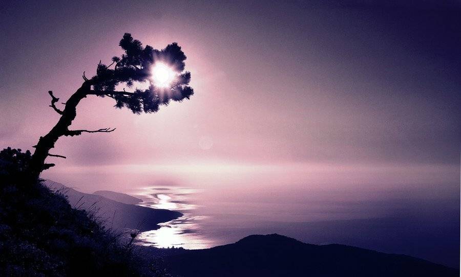пейзаж, море, крым, солнце, дерево, рассвет, Iv Bogdan