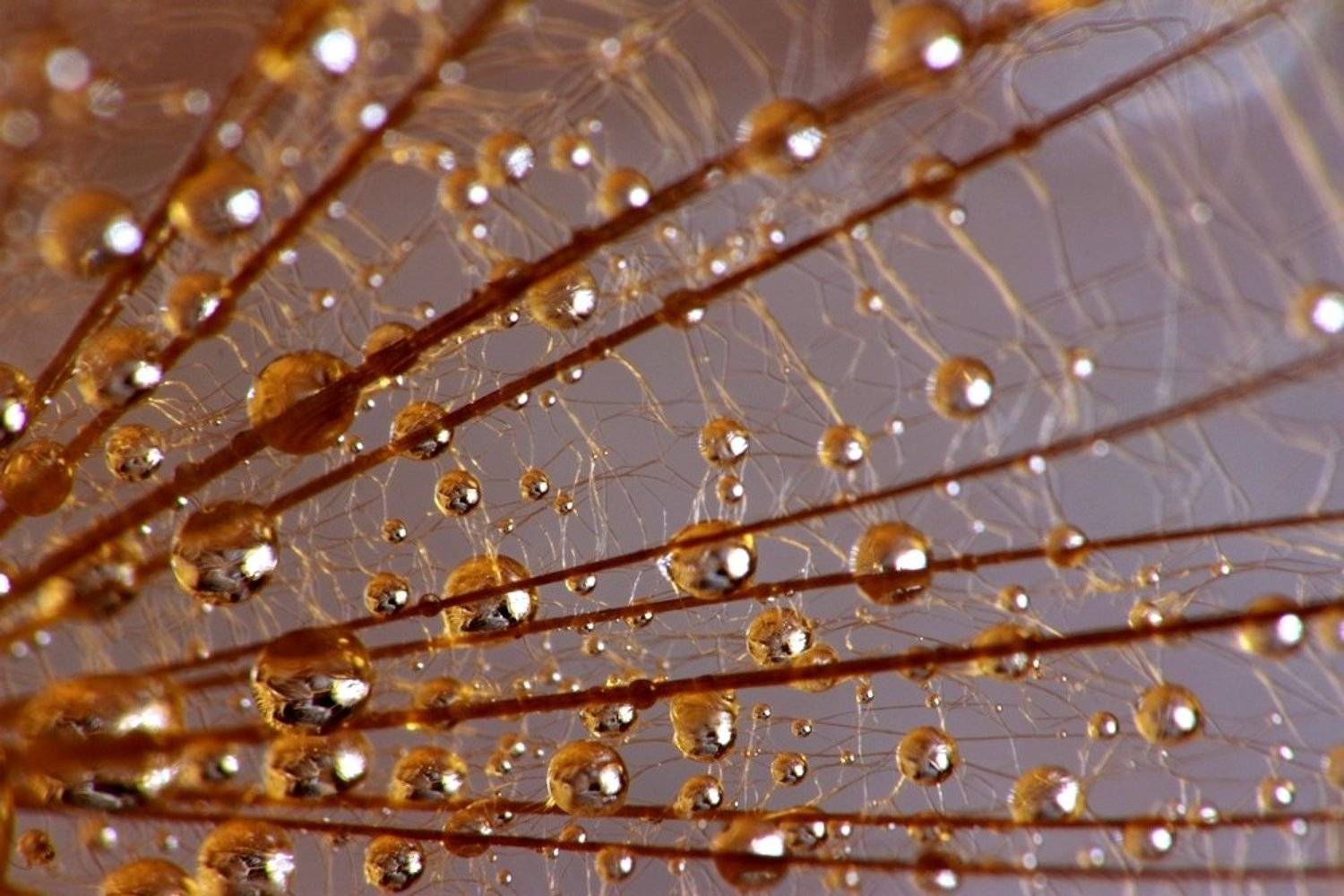 макро, Александр Андреев