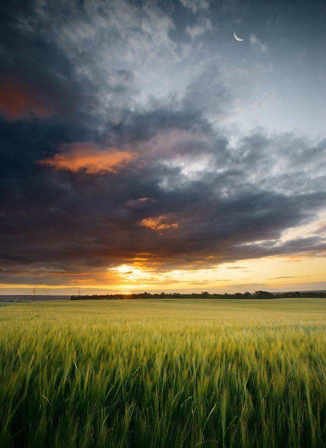 закат, поле, Виталий Башкатов