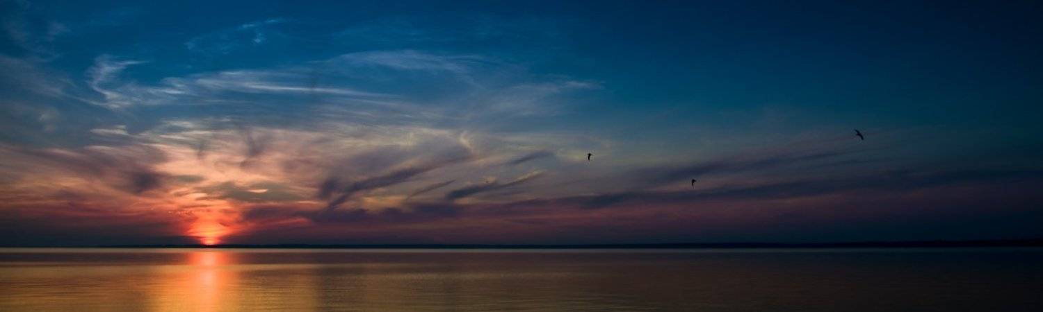 birds, little, three, Andrey Zolotnitsyn