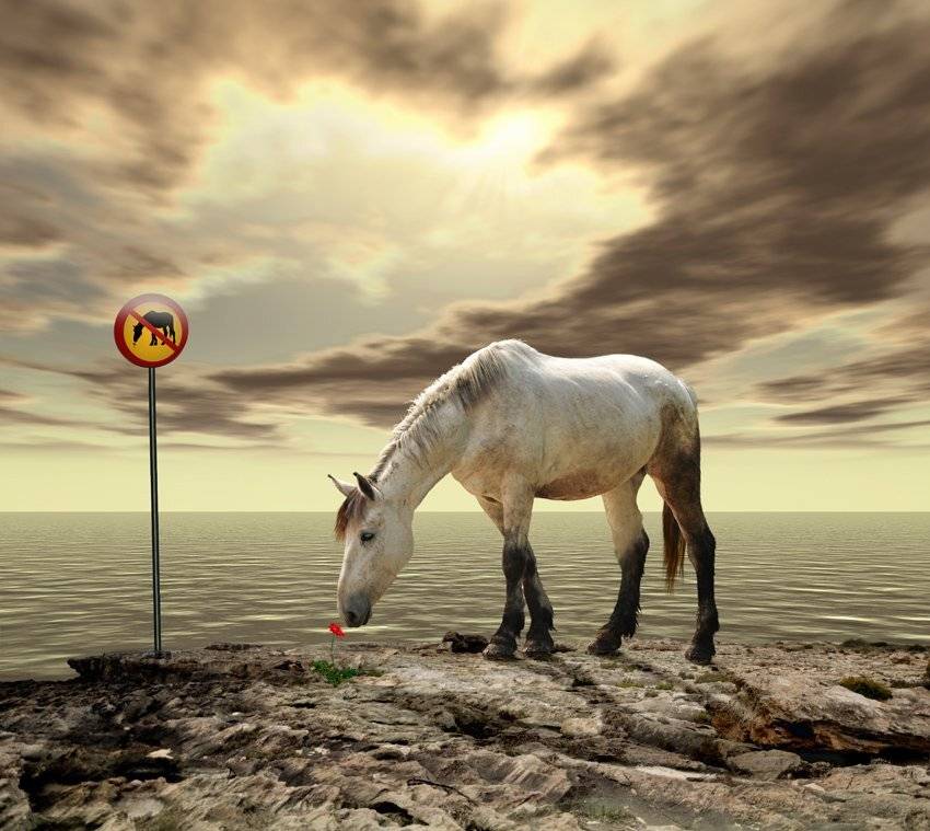 , fantasy, shinning, sun, sky, sea, rock, flower, sign, horse, Caras Ionut