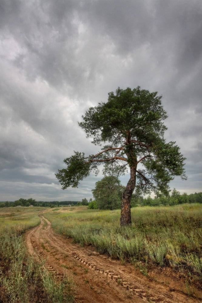 дорога, лето, тучи, сосна, Петриченко Валерий