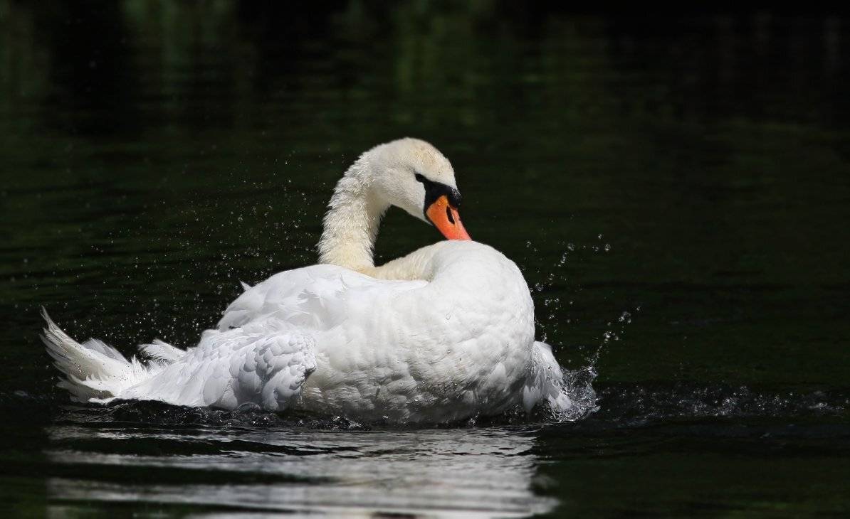 , Зоя Лаптева