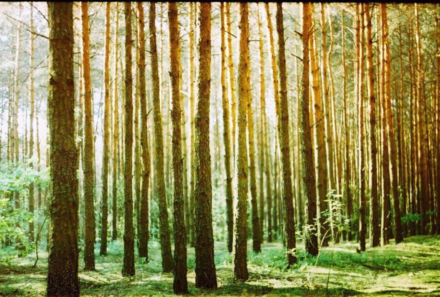 , Алексей Зановский