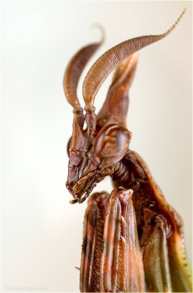 empusa, fasciata, эмпуза, полосатая, Надежда Муравьёва