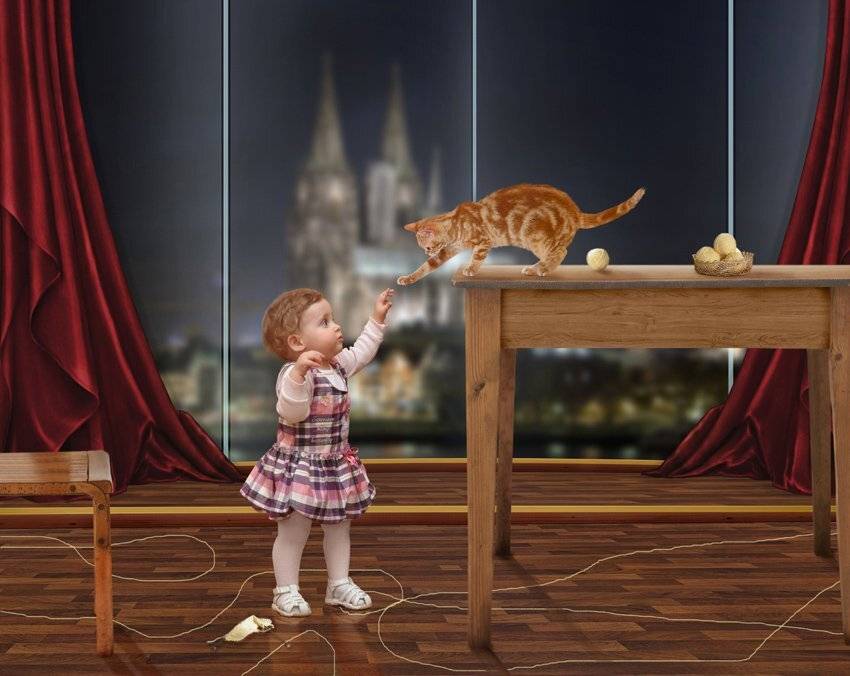 needles, thread jam, glass, chair, cat, night, window curtains, red, innocence, thread strung, Caras Ionut