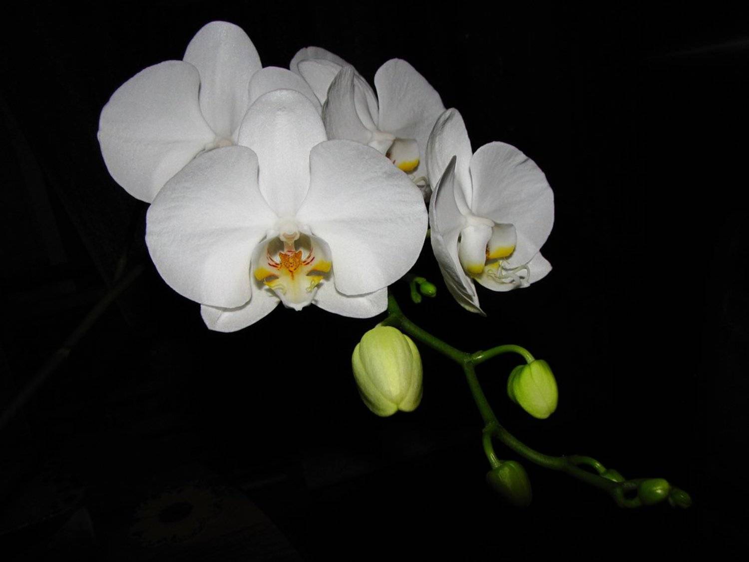 красота, цветение, орхидея, SvetLana