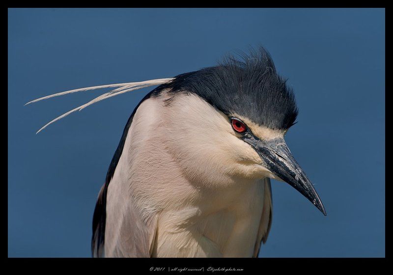 израиль, heron, night, crowned, black, кваква Кваква - Black - crowned Night Heron фото превью