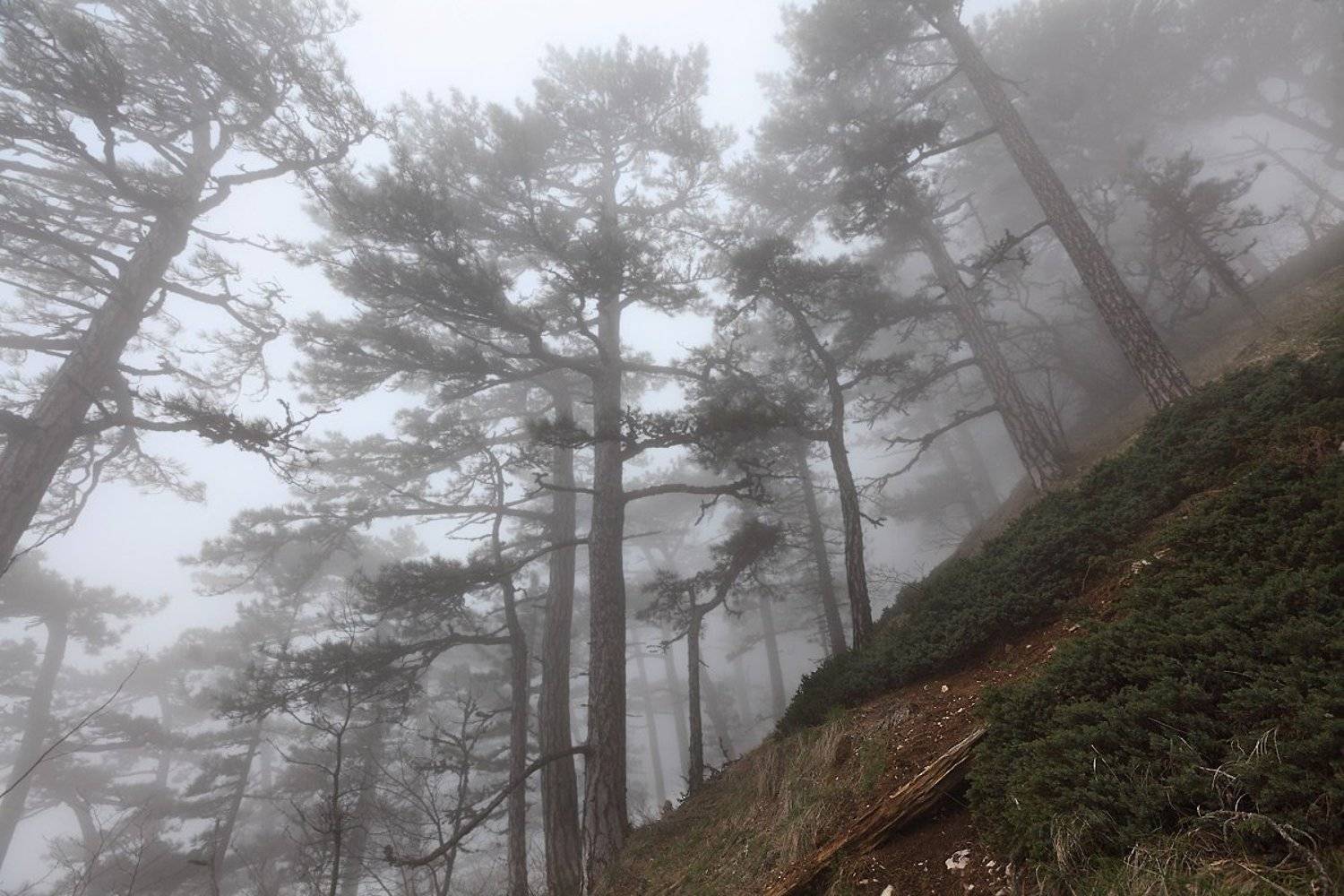 лес, туман, крым, Михаил Псарёв