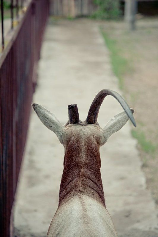 зоопарк  фото превью