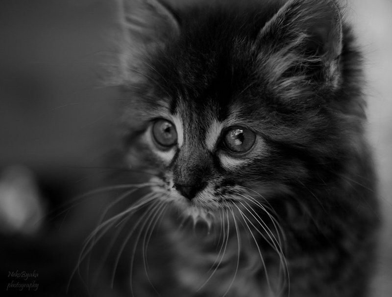 domesticated, animals, cats, pets, домашние, животные, коты, кот, кошка, котенок, kitten, kitty  фото превью