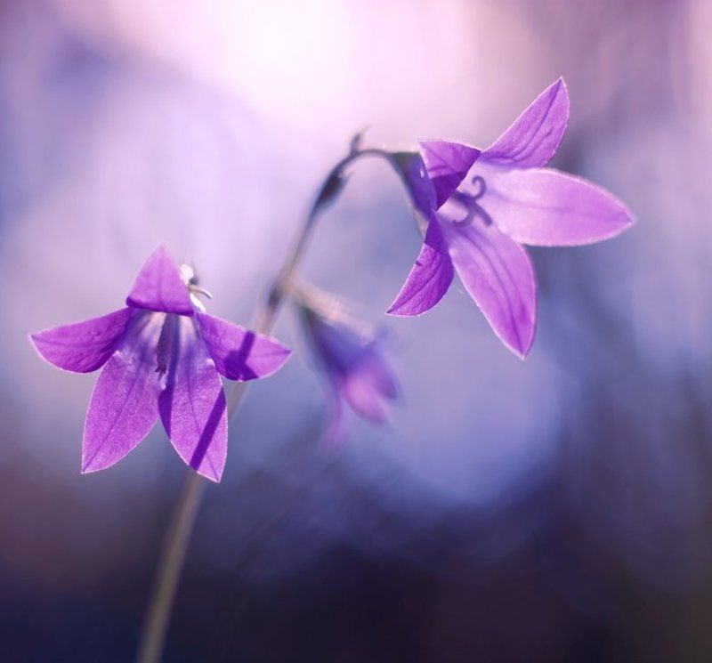 колокольчик  фото превью