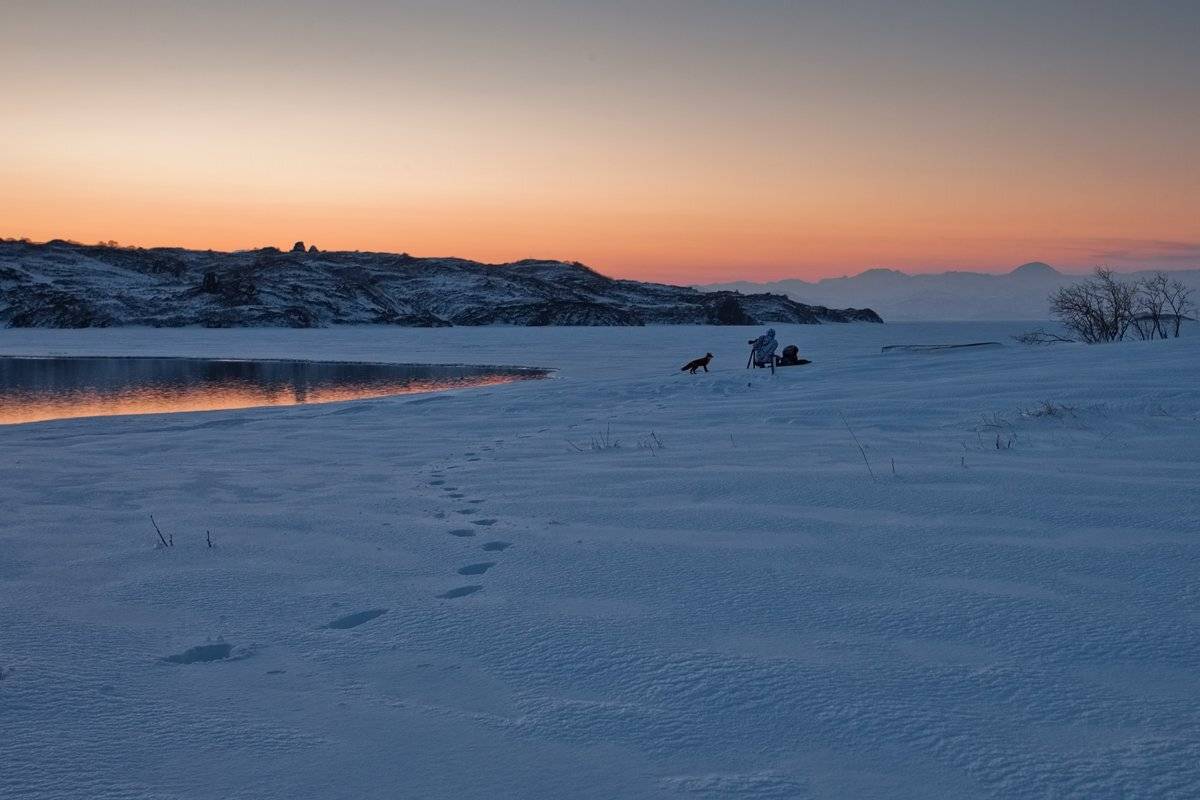 кроноцкое озеро, лиса, фотограф, Сергей Краснощёков