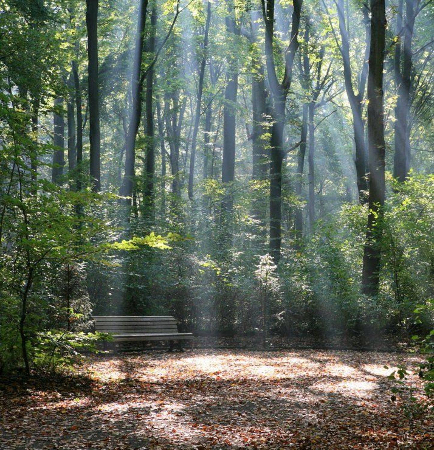 лес, свет, Андрей(AWERS)