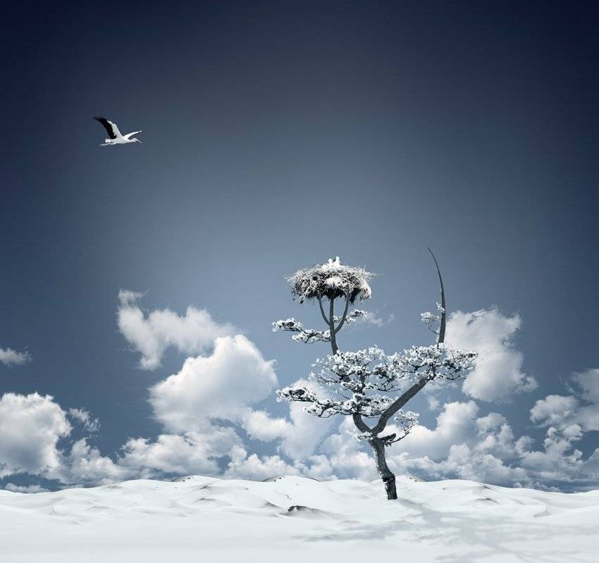 tree, stork, fantasy, ir, infra red, clouds, sand, flying, stork nest, stork chicks, high, blue, white, journey, Caras Ionut