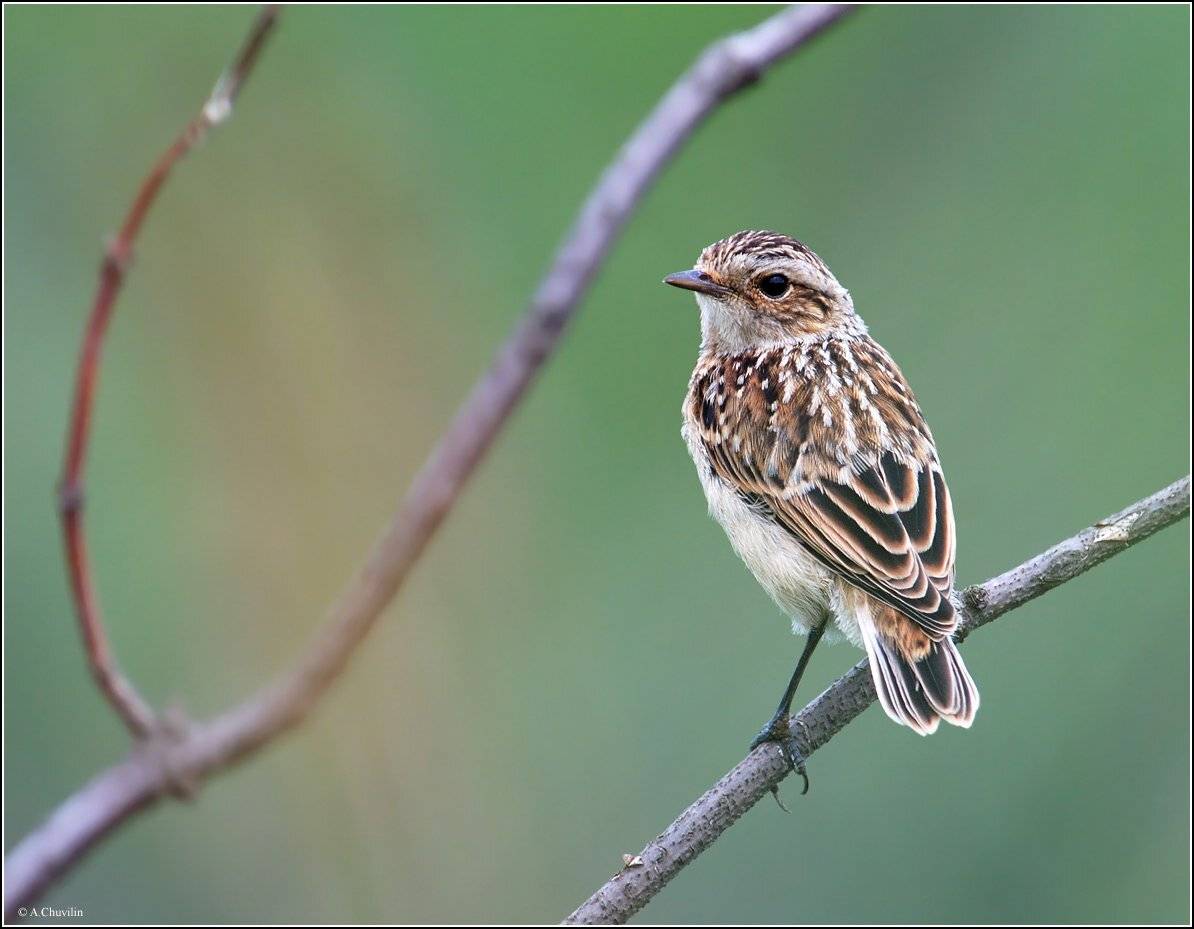 птенец, слёток, чекан, луговой, Александр Чувилин