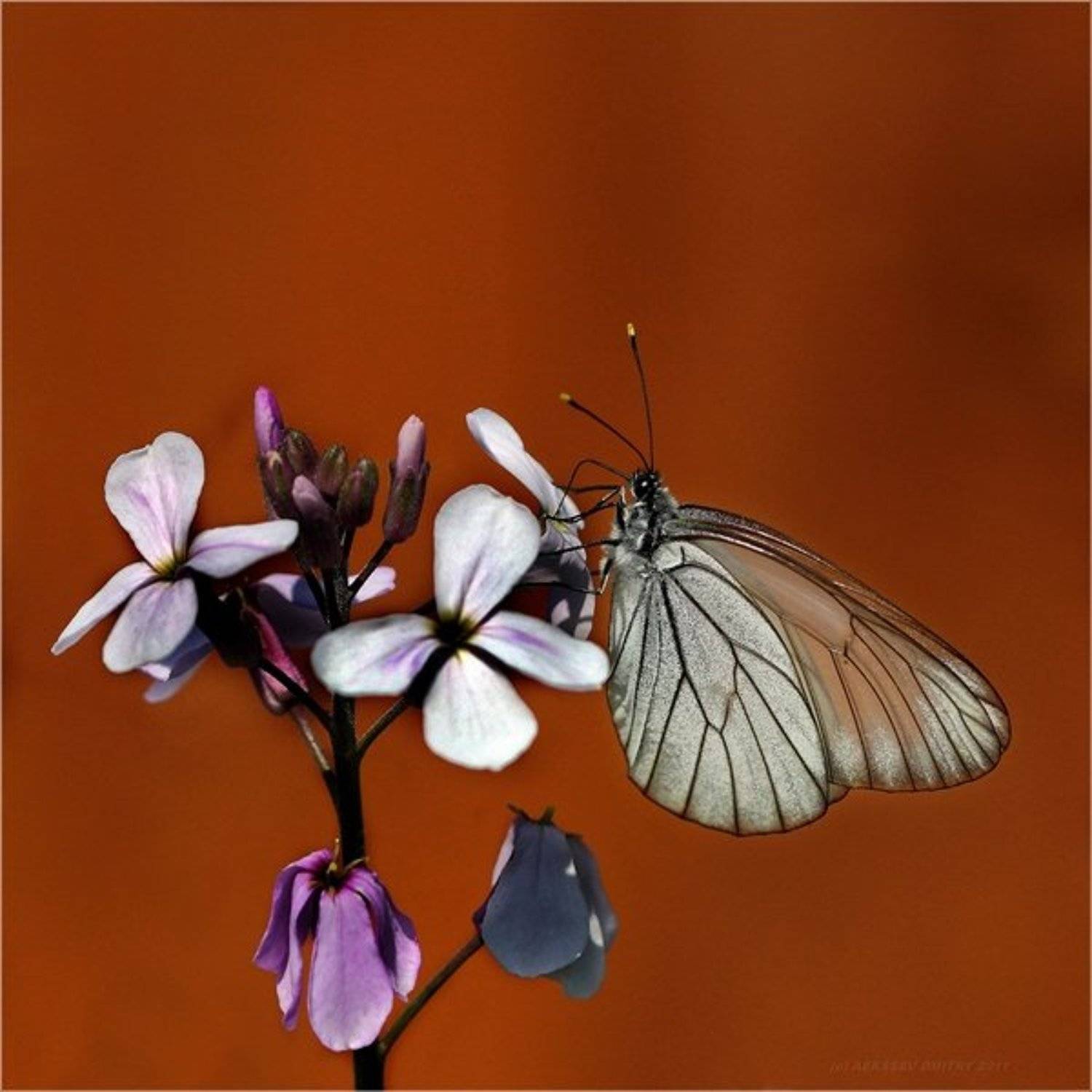 , Дмитрий Алексеев