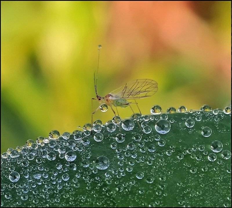 , Андрей Осокин
