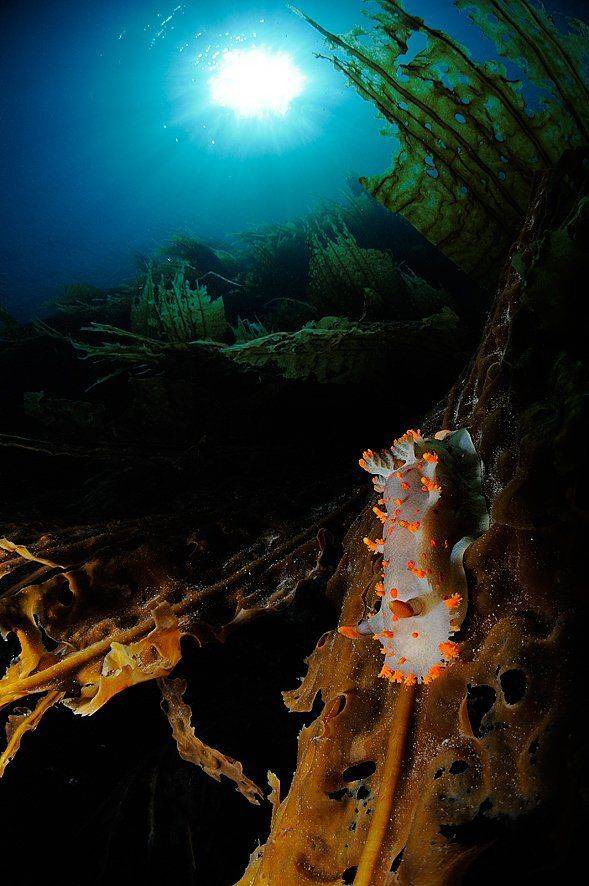 , Андрей Шпатак