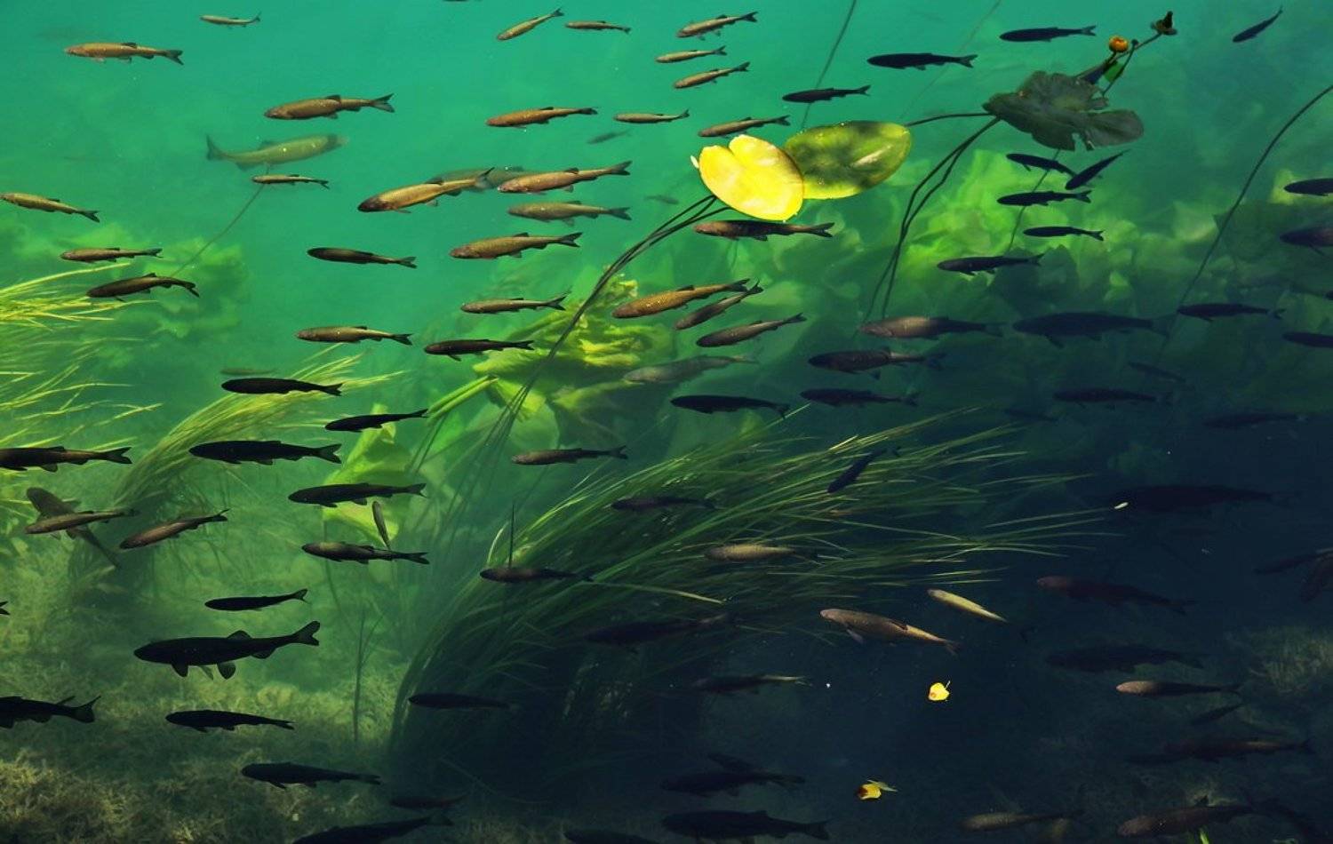 , Vasylevskyy Vitaliy