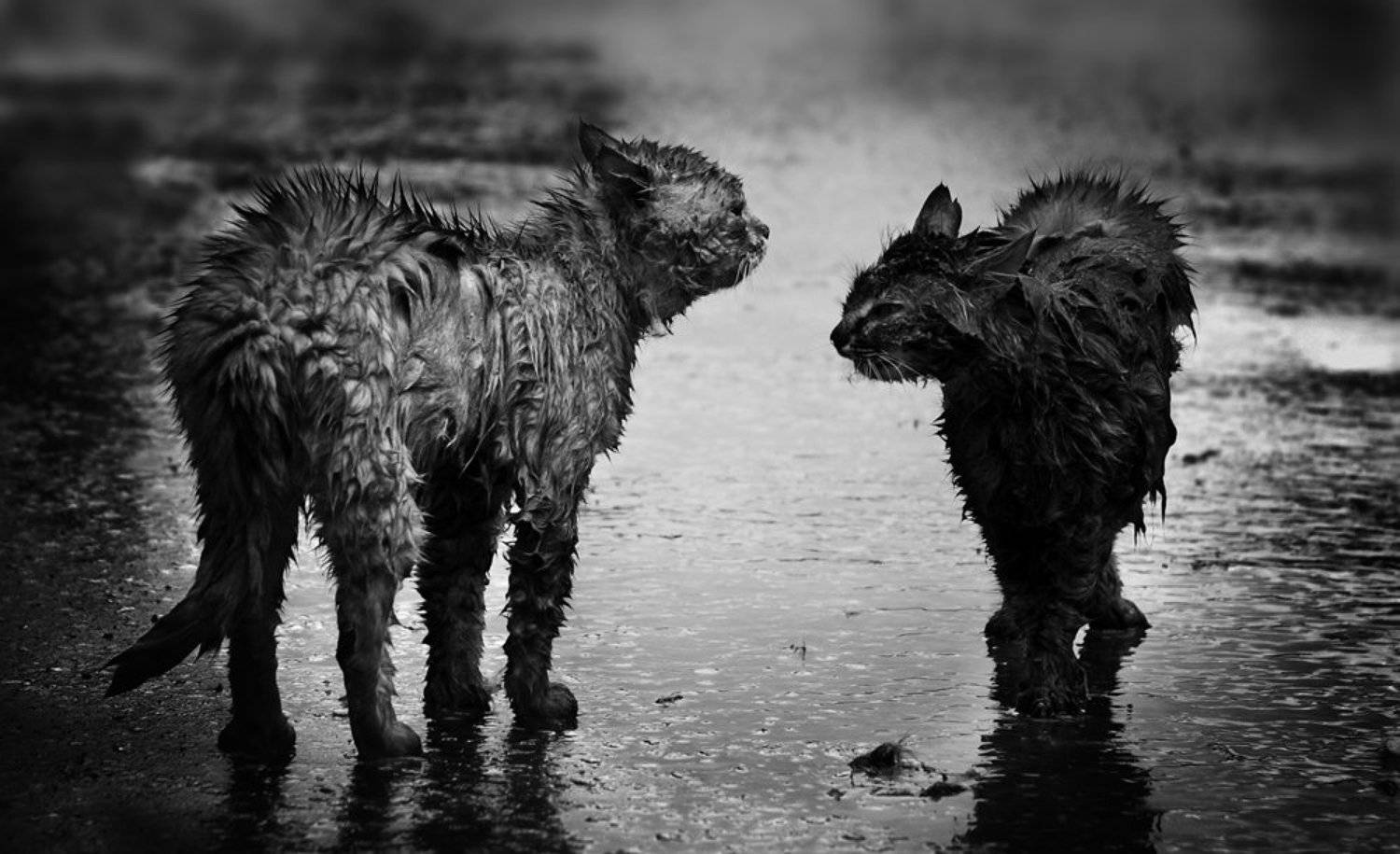 , Василий Кучеренко