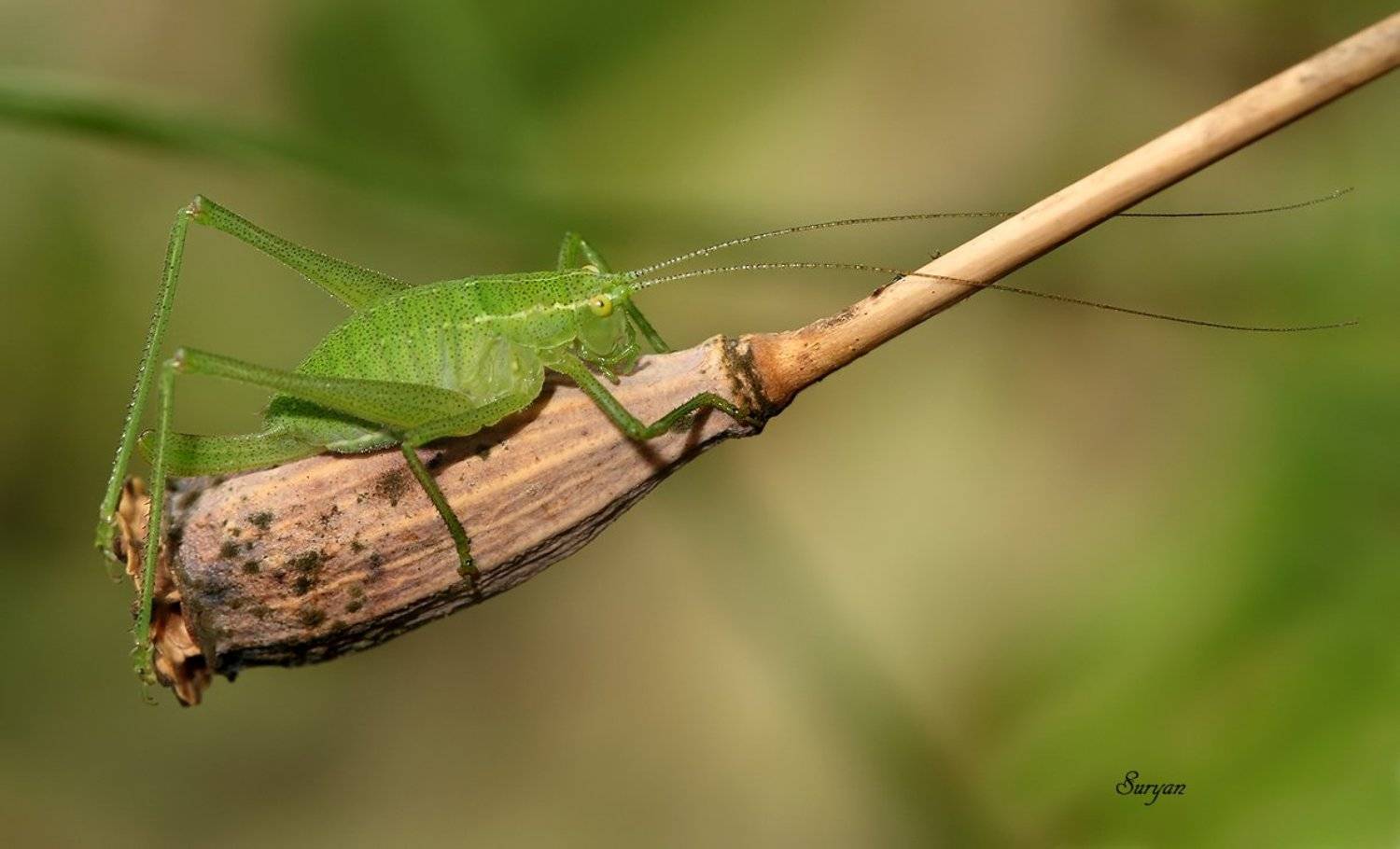лето, мак, кузнечик, Олег Сурьянинов