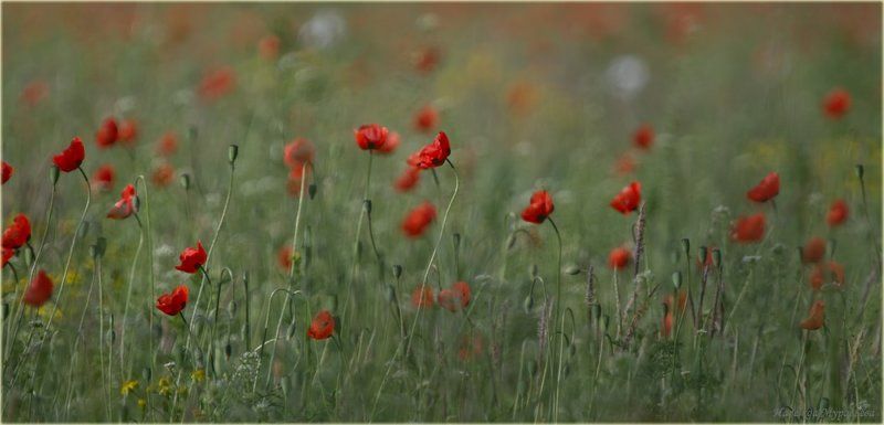 Не МАКро фото превью