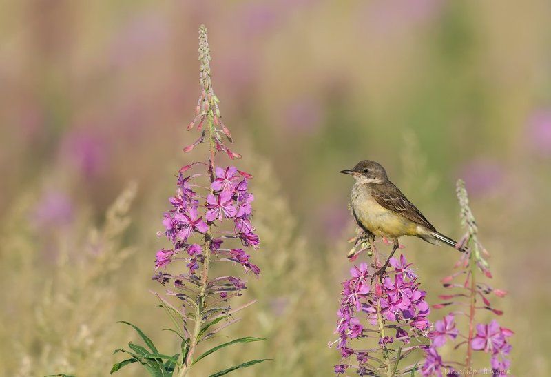 Краски лета фото превью