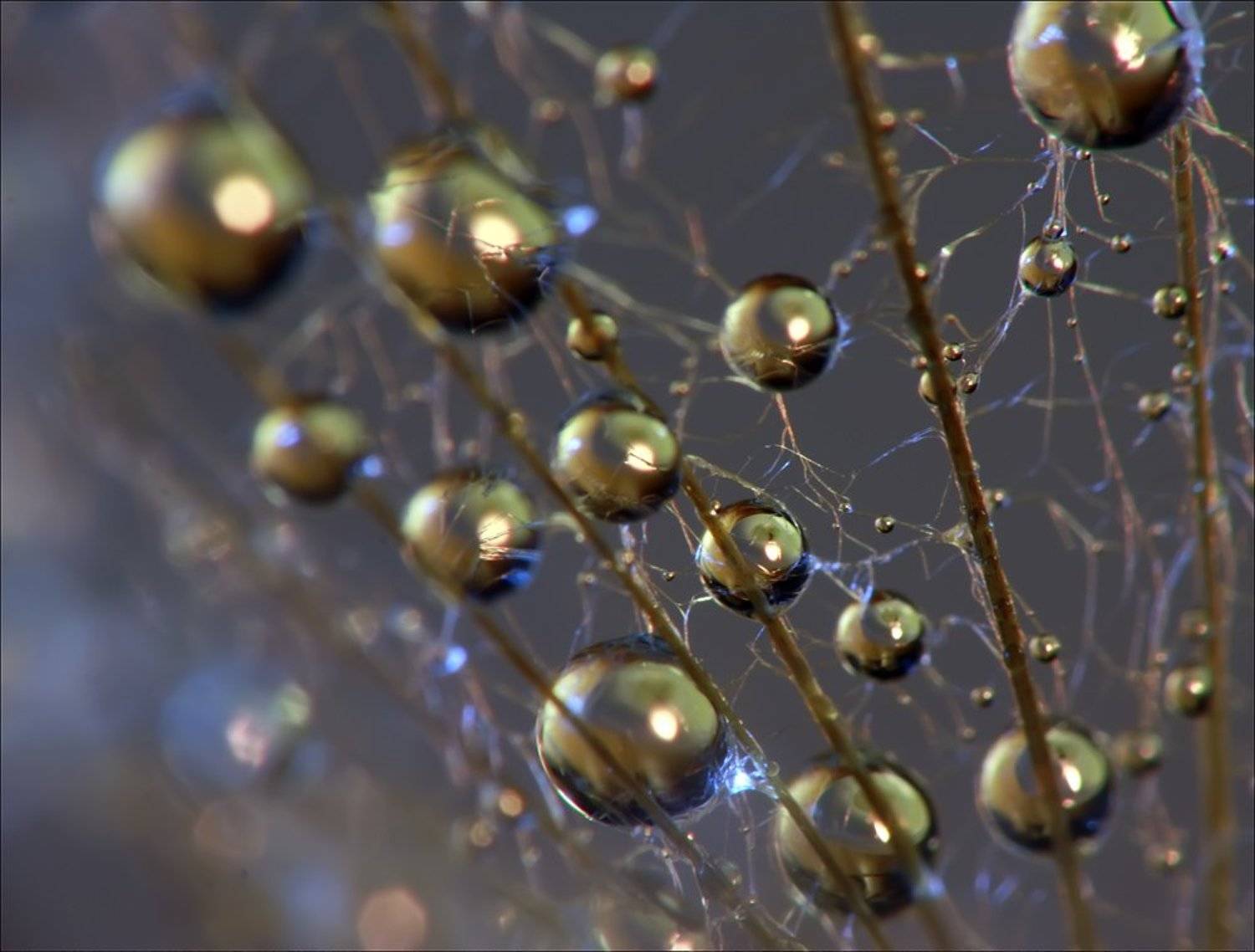 макро, Александр Андреев