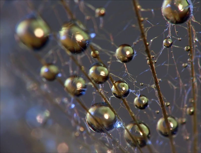 макро  фото превью