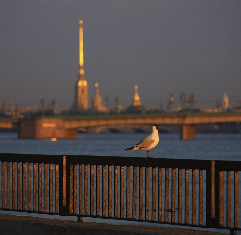 , Аркадий Белов