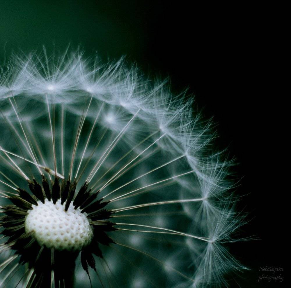одуванчик, макро, macro, dandelion, flowers, plants, растения, цветы, Мамакова Анжелика