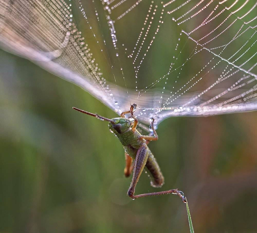 паутина, кузнечик, роса, утро, Марина Брыдня