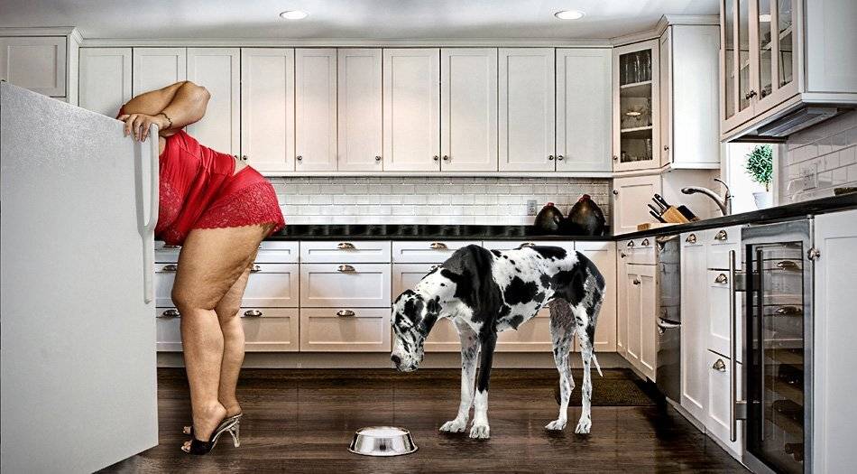 milk, dog, fat, kittchen, woman, Caras Ionut