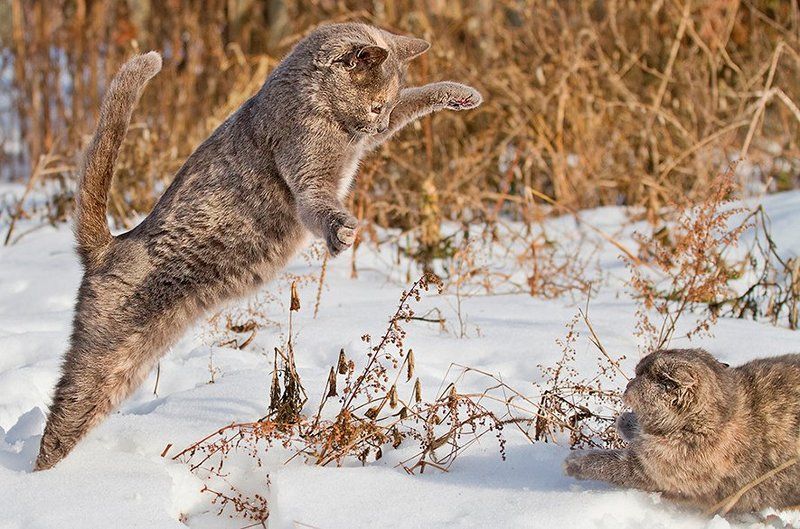 минибарсов., снежных, битва  фото превью