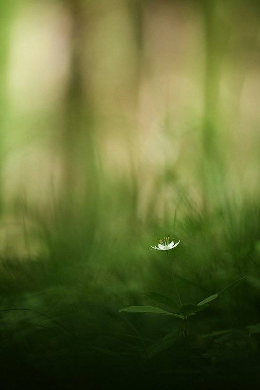 седмичник, Юлия