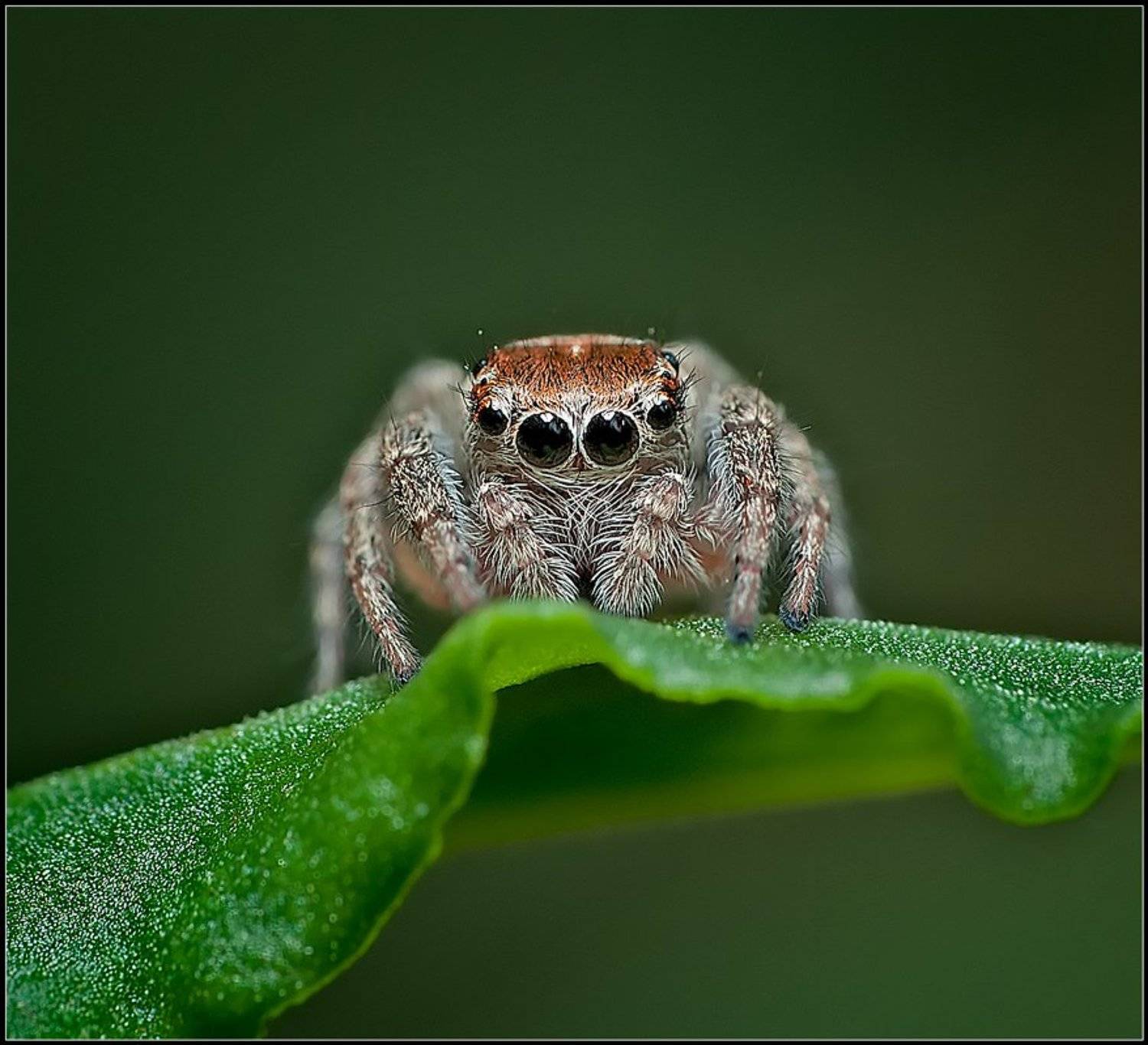 макро, паук, насекомые, , Евгений Кирилкин.