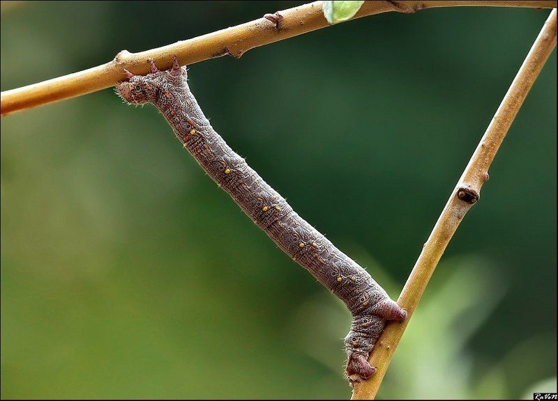 макро  фото превью