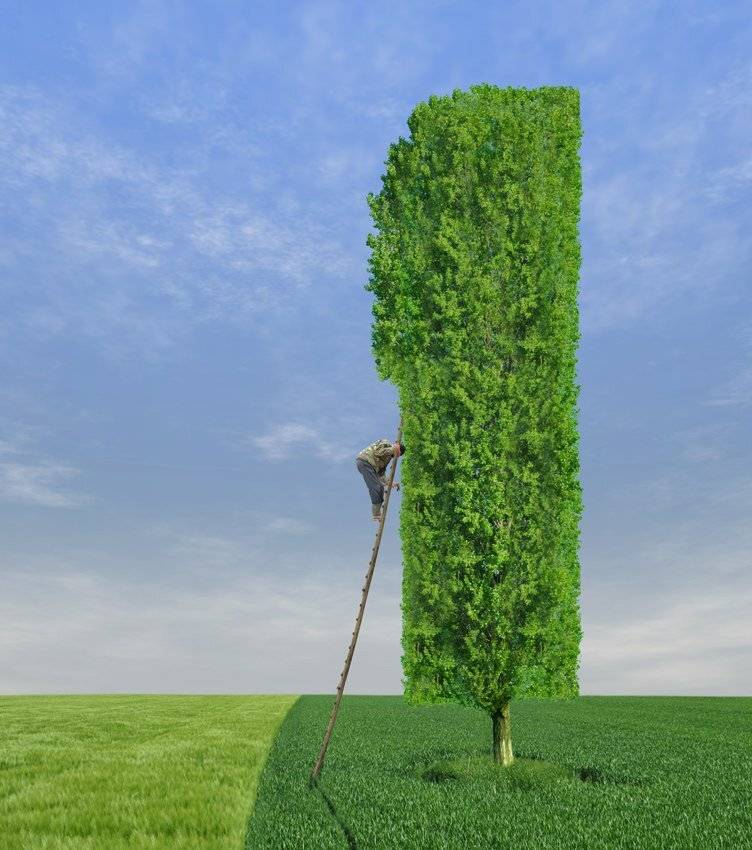 wheat, tree, ladder, wood, sky, blue, lines, worker, Caras Ionut