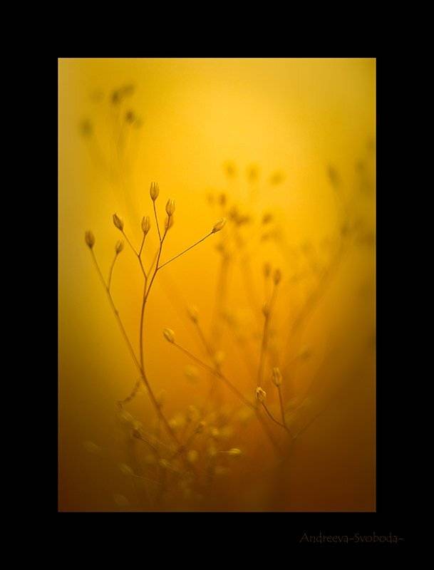 , Svoboda Andreeva