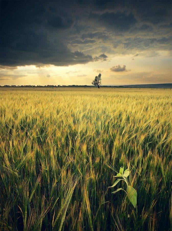 закат, поле, Виталий Башкатов