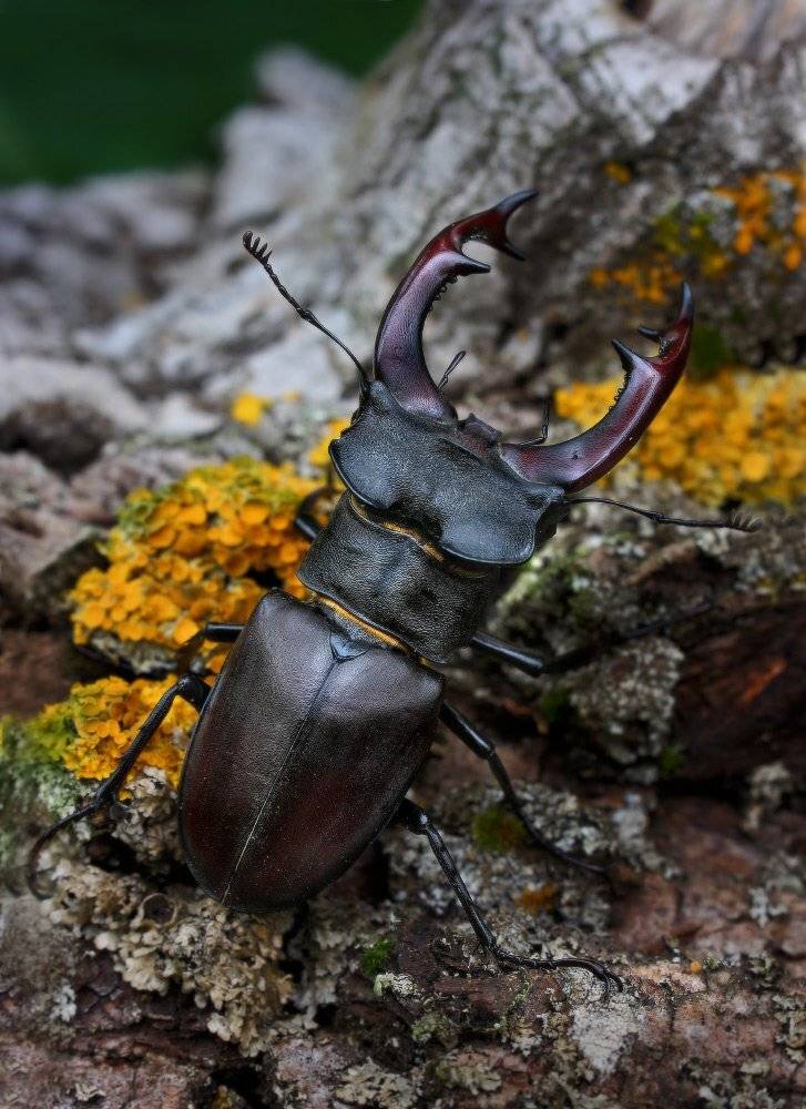 жук, Петриченко Валерий