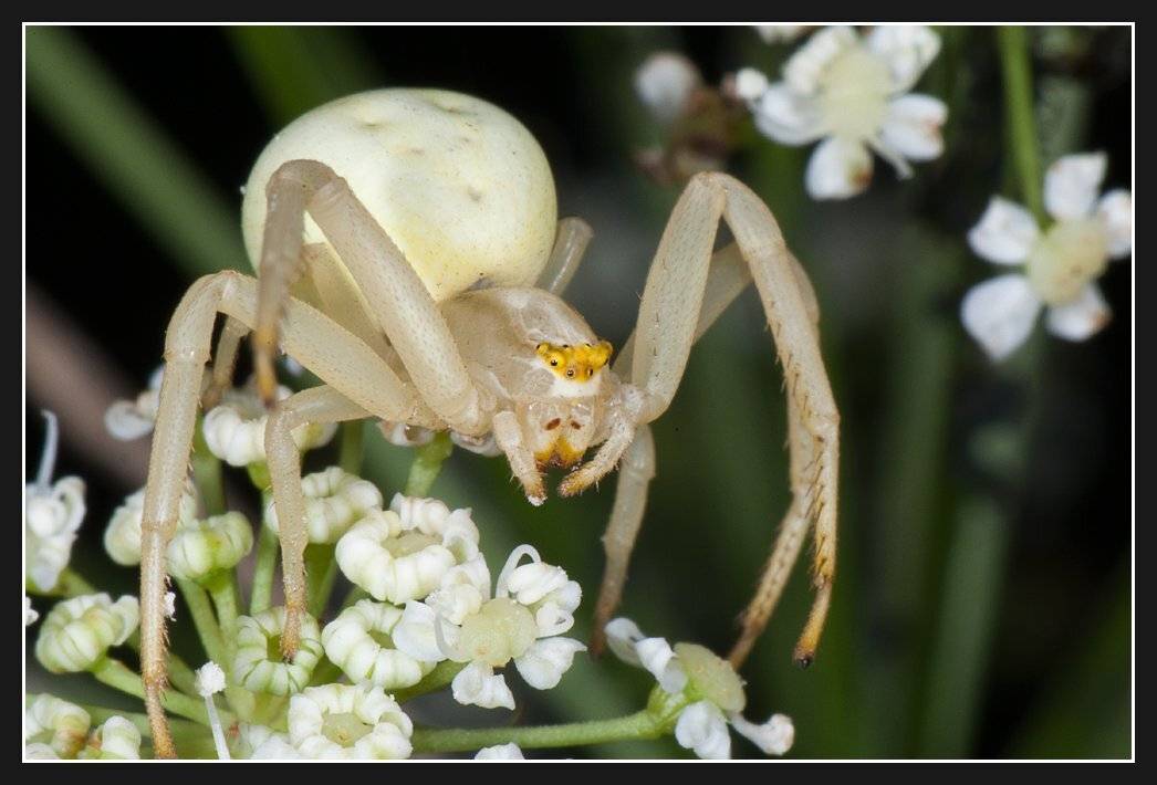 соловей, алексей, Алексей Соловей