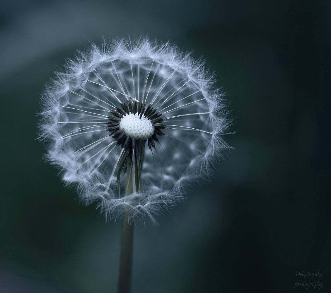 цветы, растения, dandelion, flowers, plants, одуванчики, макро, macro, Мамакова Анжелика