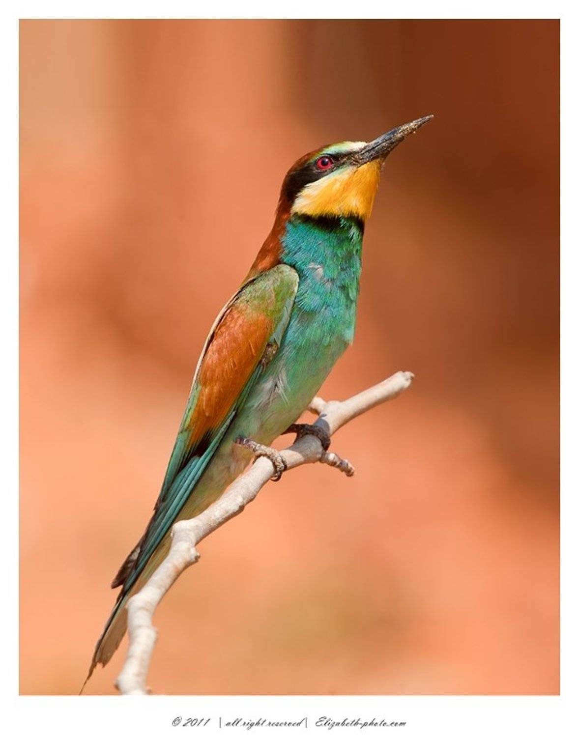 apiaster, merops, щурка, золотистая, израиль, eater, bee, Elizabeth Etkind