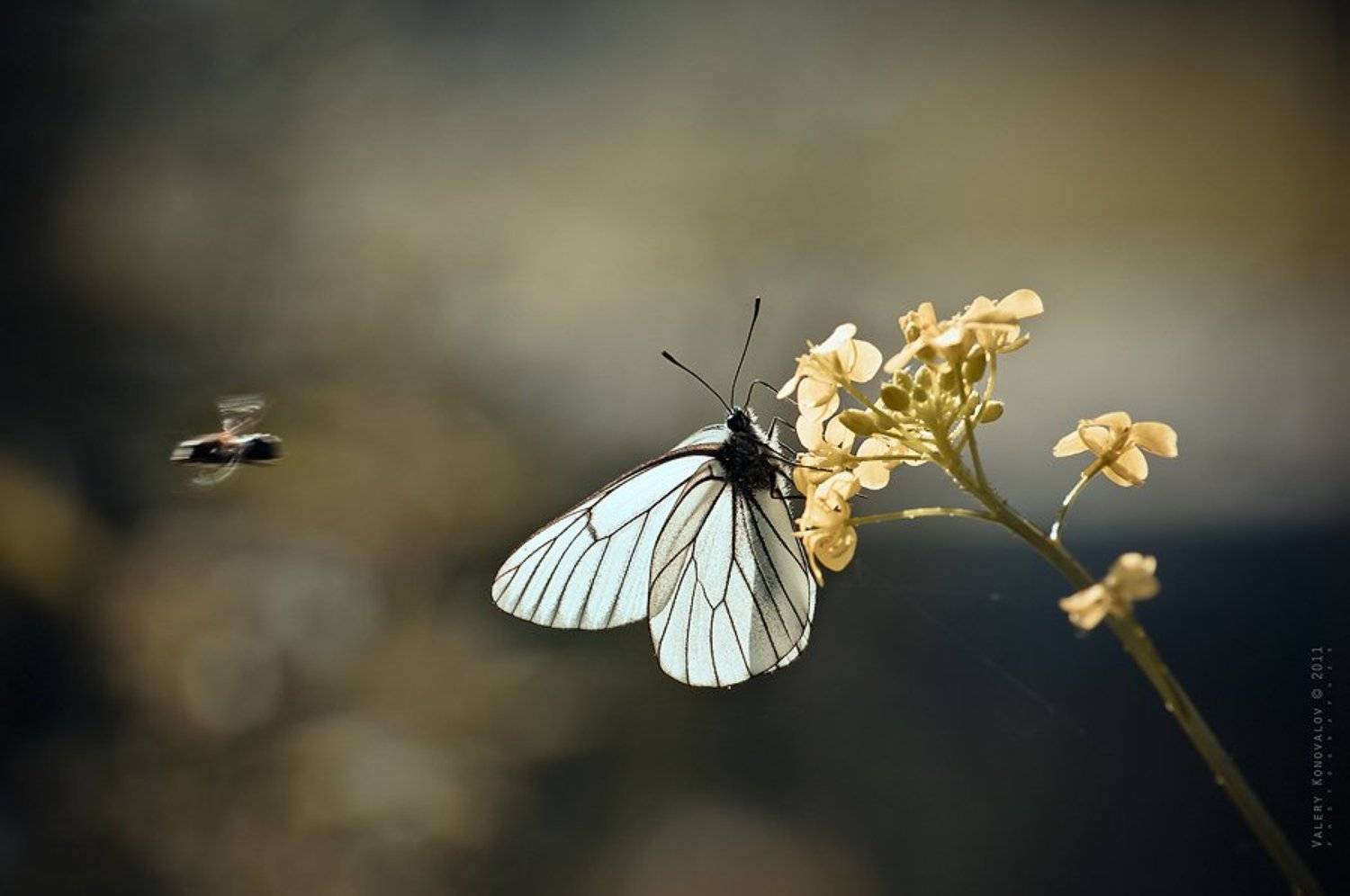 , Валерий Коновалов